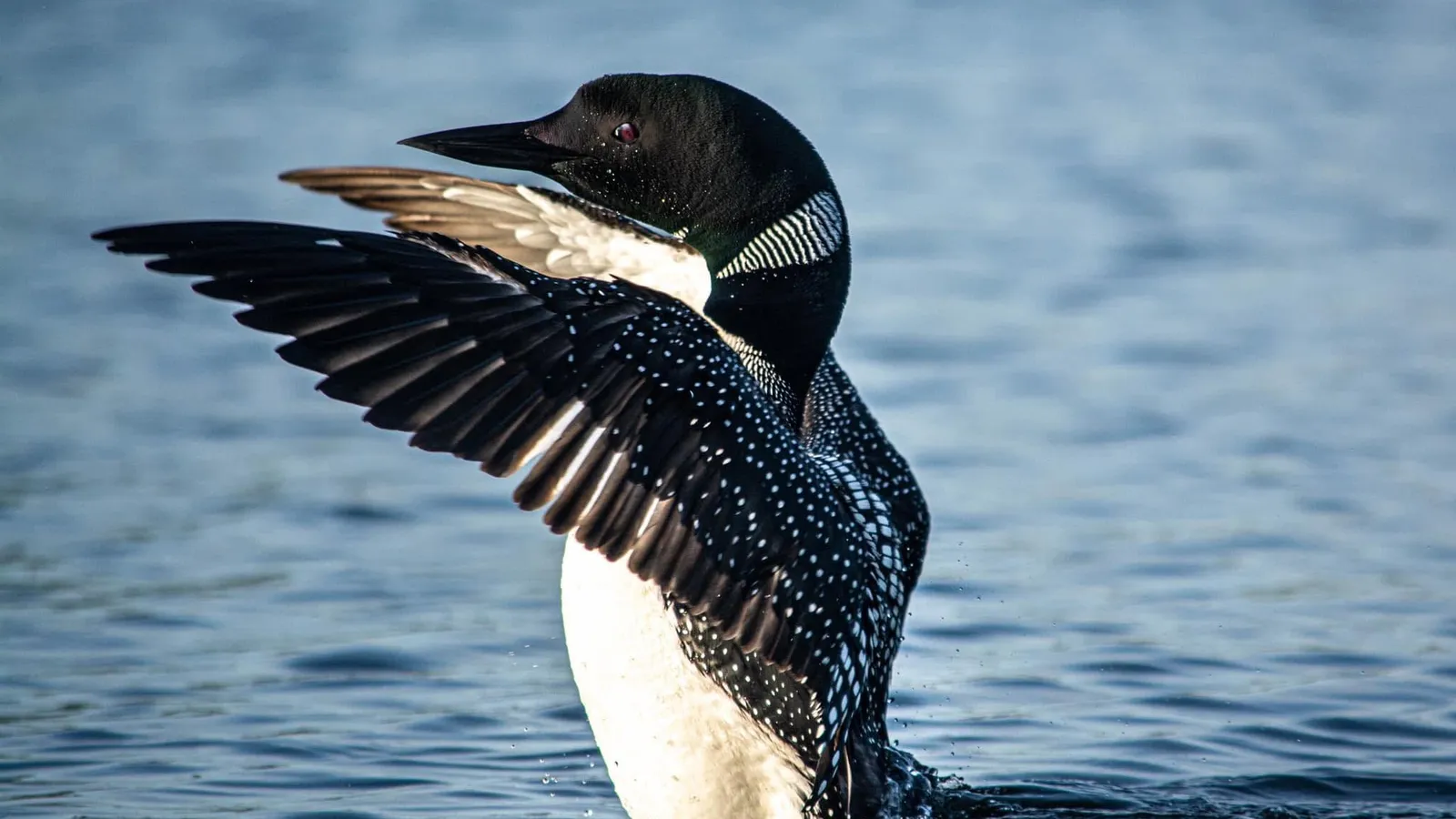 A loon stretching its wings on a calm lake, water droplets falling from its feathers.