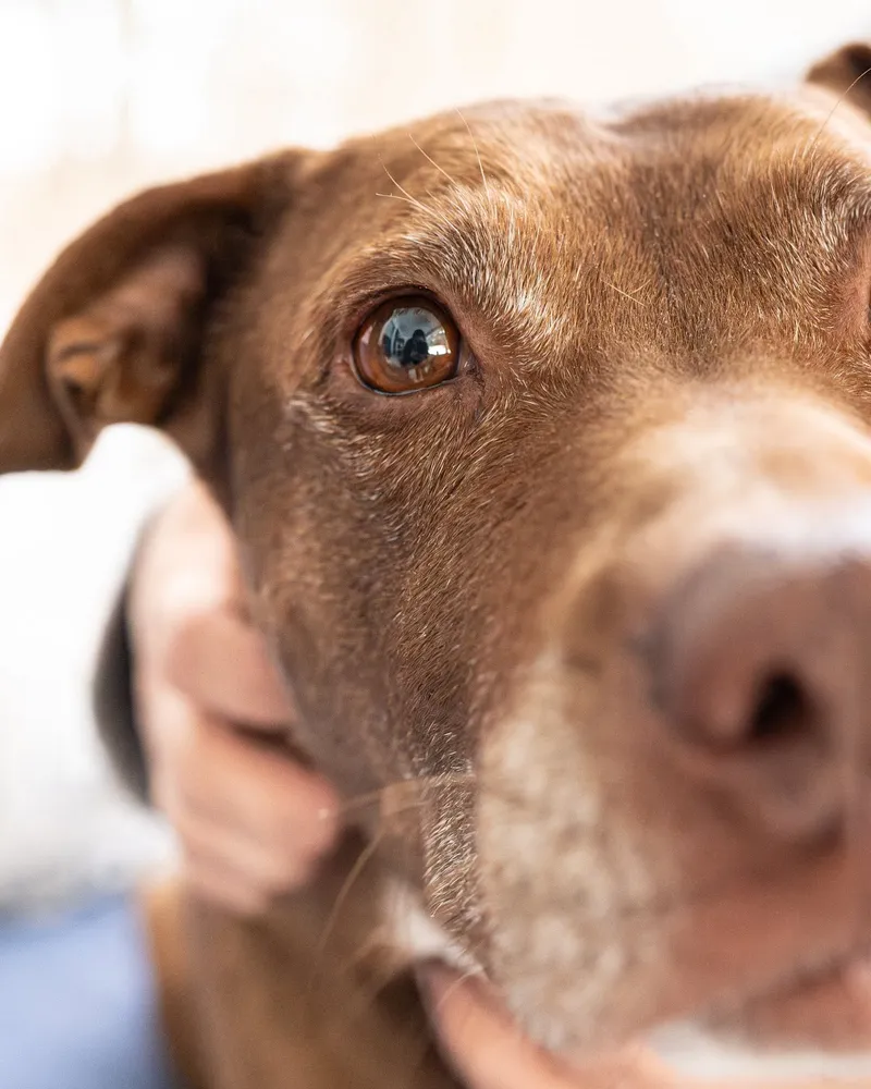 A close-up portrait of a chocolate Labrador's face, with warm light catching its eye.